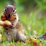 squirrel-nut-cute-animal-nature-grass-1920x1280